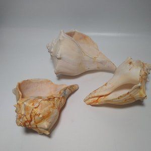 3 x Conch Seashells East Coast Beach Sea Shells Nautical Décor Lightning Whelk